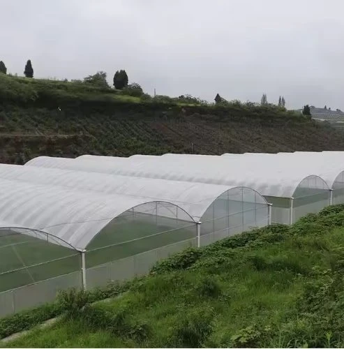 Gothic Arch Greenhouse
