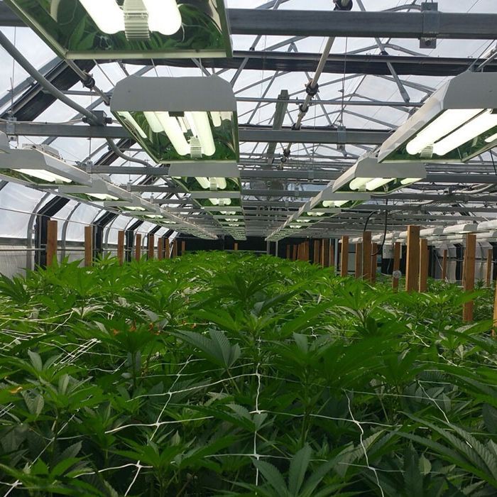 Light Dep Greenhouse Kit